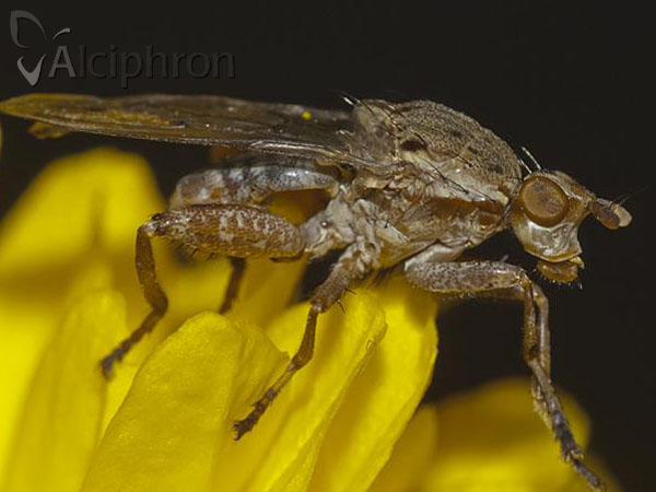 Salticella fasciata