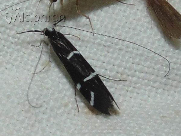 Athripsodes albifrons