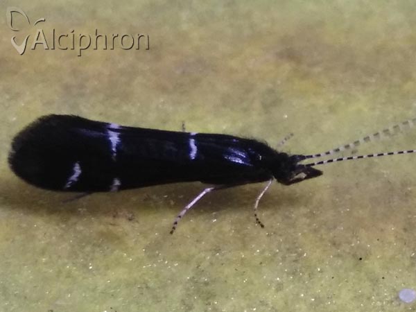 Athripsodes bilineatus