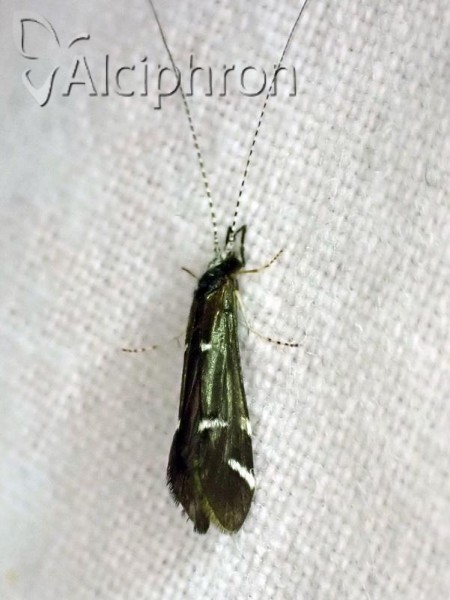 Athripsodes bilineatus