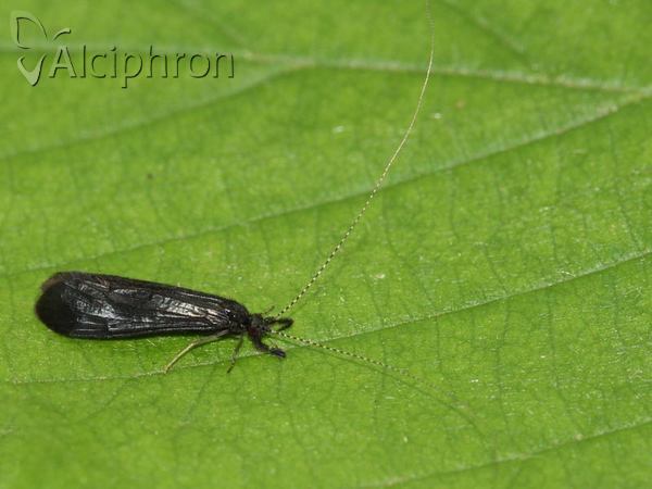 Mystacides azureus