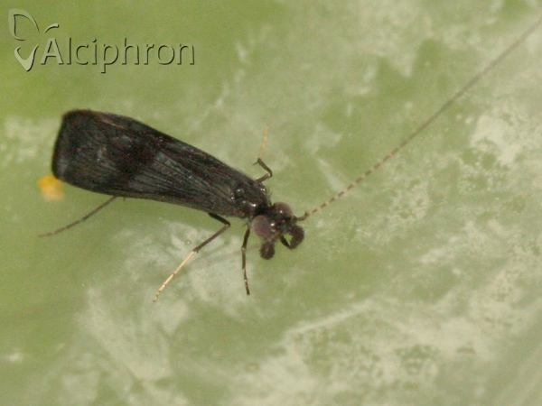 Mystacides azureus