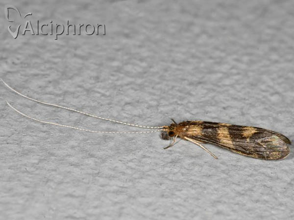 Mystacides longicornis