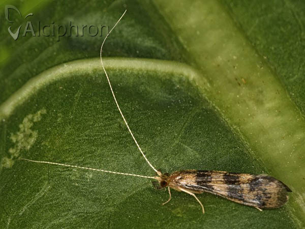Mystacides longicornis