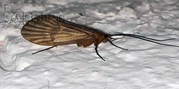 Anabolia nervosa