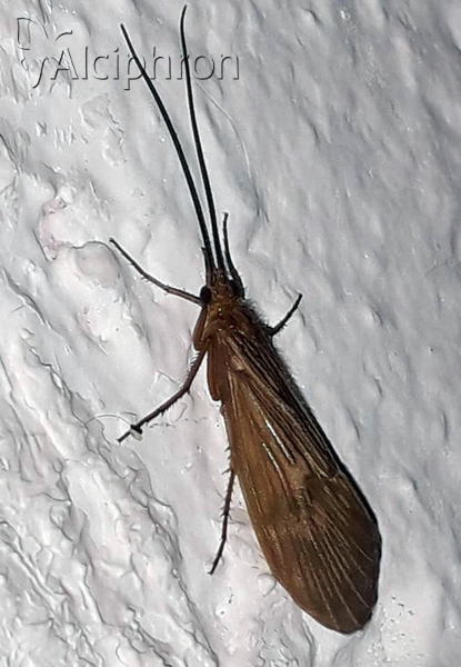 Anabolia nervosa