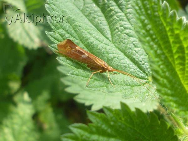 Limnephilus lunatus