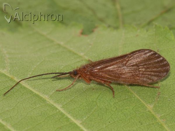 Micropterna sequax