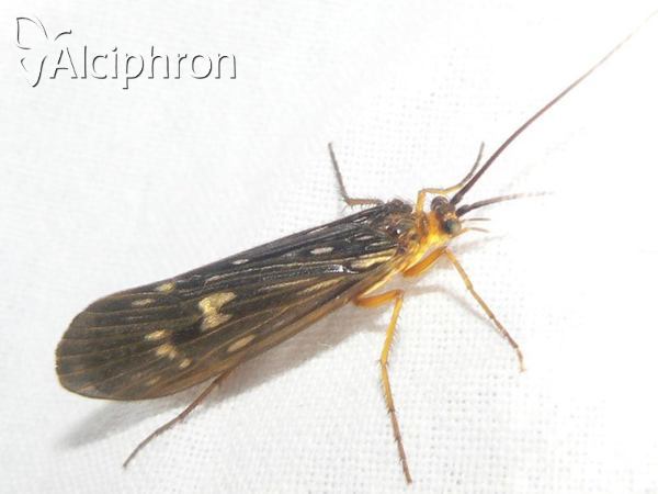 Potamophylax latipennis