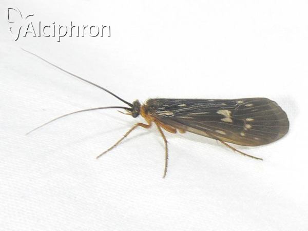 Potamophylax latipennis