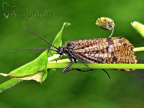 Oligostomis reticulata