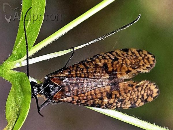 Oligostomis reticulata