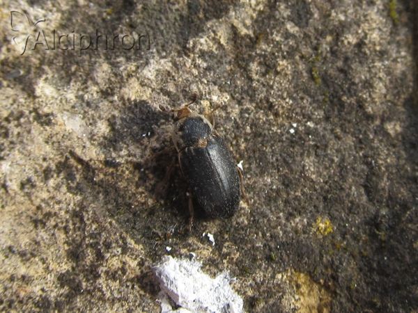 Dermestes frischi