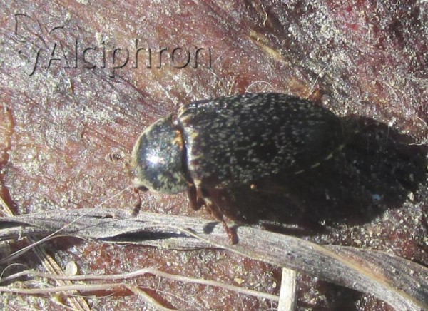 Dermestes frischi