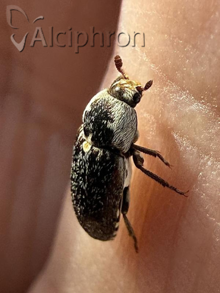 Dermestes frischi