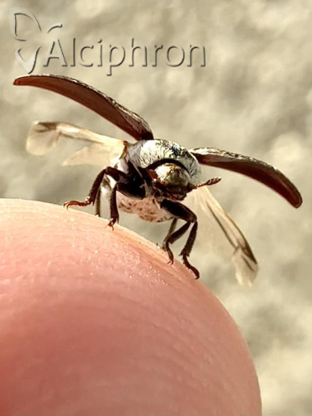 Dermestes frischi