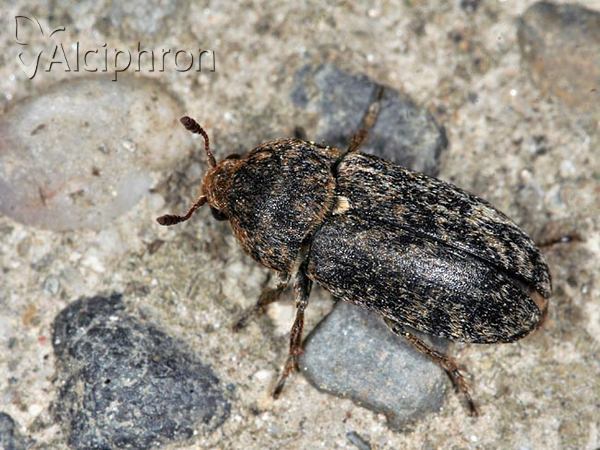 Dermestes gyllenhali