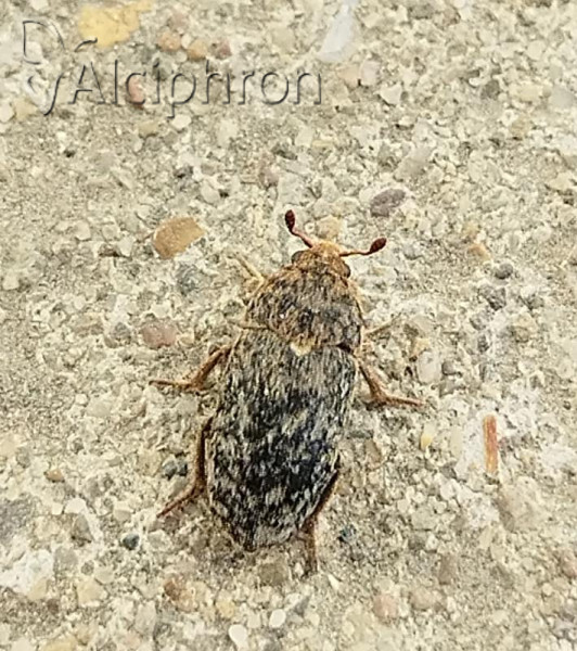 Dermestes intermedius