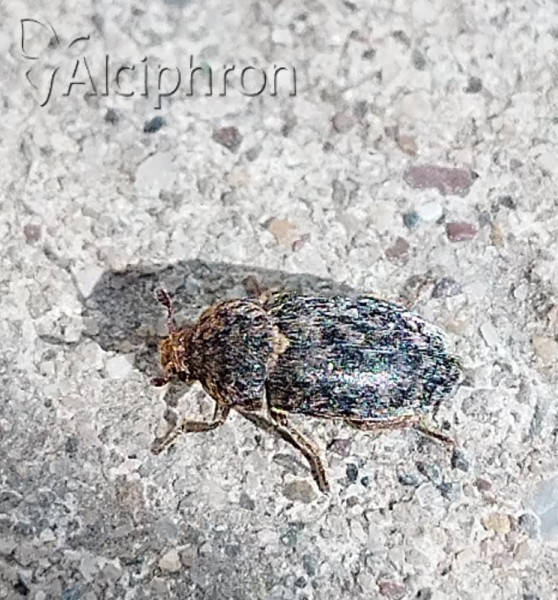 Dermestes intermedius