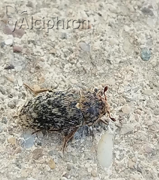 Dermestes intermedius