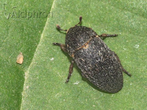 Dermestes laniarius