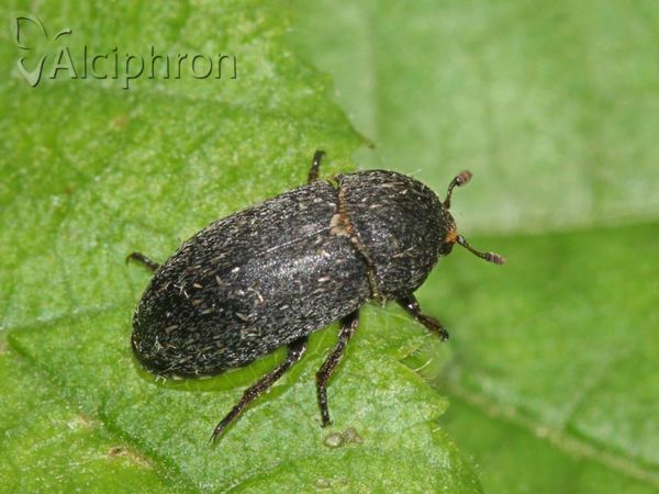 Dermestes laniarius