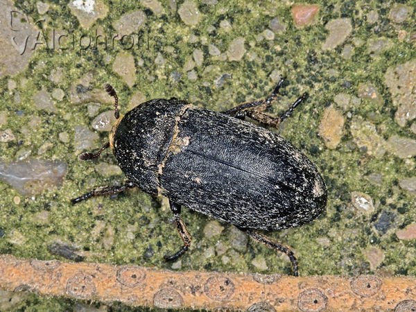 Dermestes laniarius