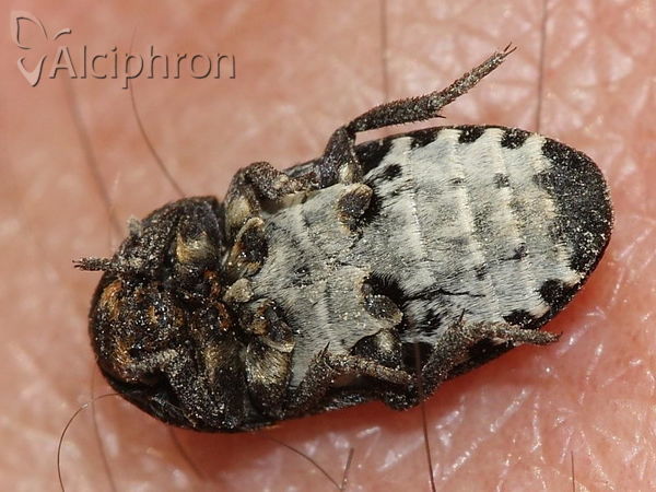 Dermestes laniarius