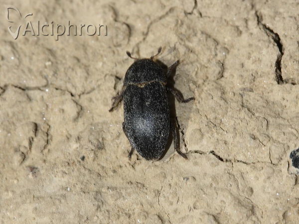 Dermestes laniarius