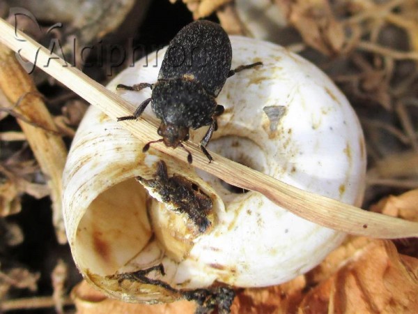 Dermestes laniarius