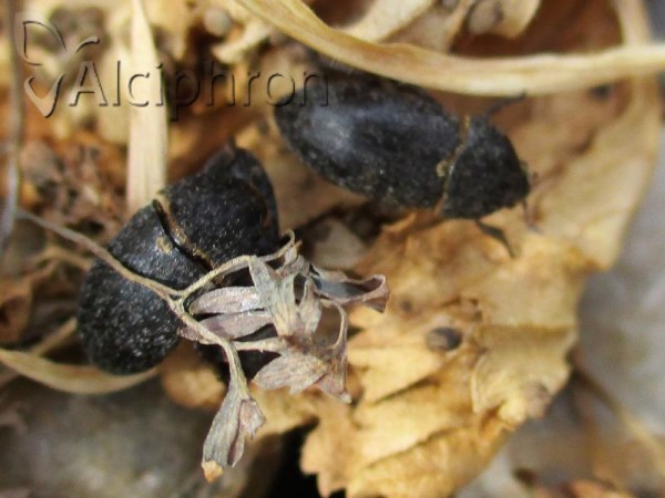 Dermestes laniarius