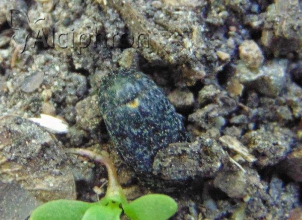 Dermestes murinus
