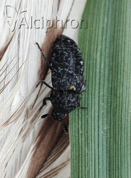 Dermestes murinus