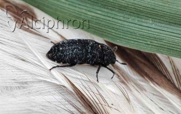 Dermestes murinus