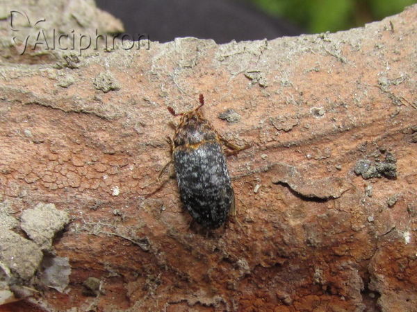 Dermestes undulatus