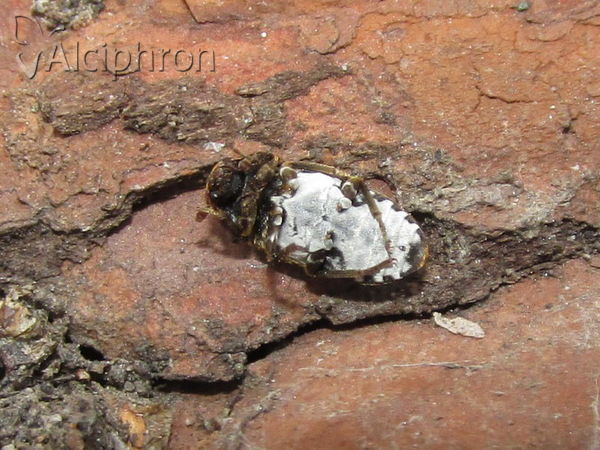 Dermestes undulatus