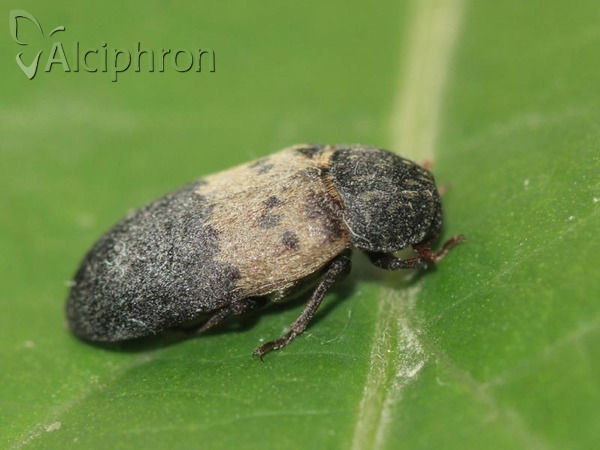 Dermestes lardarius