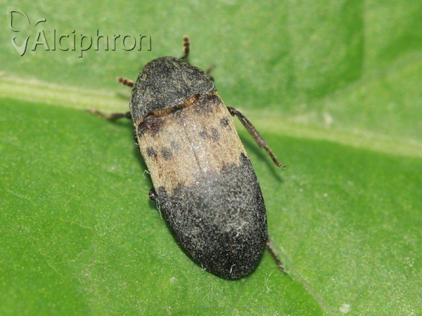 Dermestes lardarius