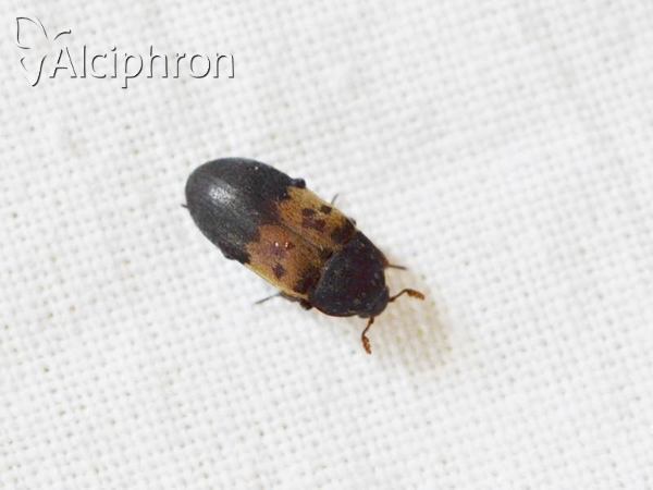 Dermestes lardarius