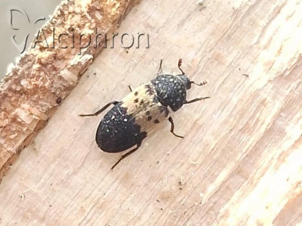Dermestes lardarius