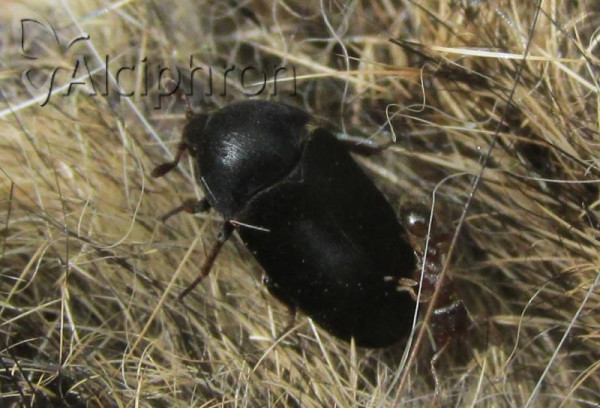 Dermestes olivieri