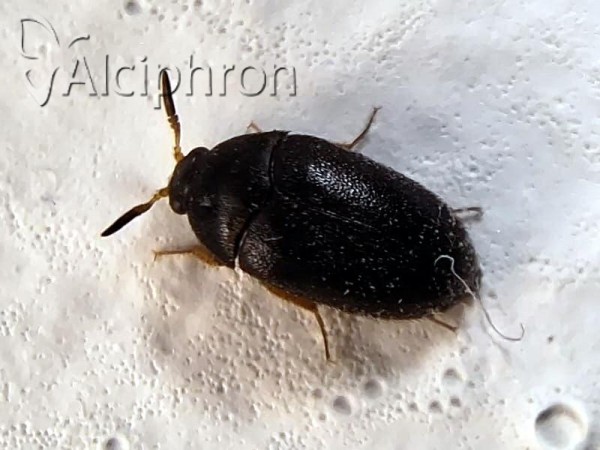 Attagenus brunneus