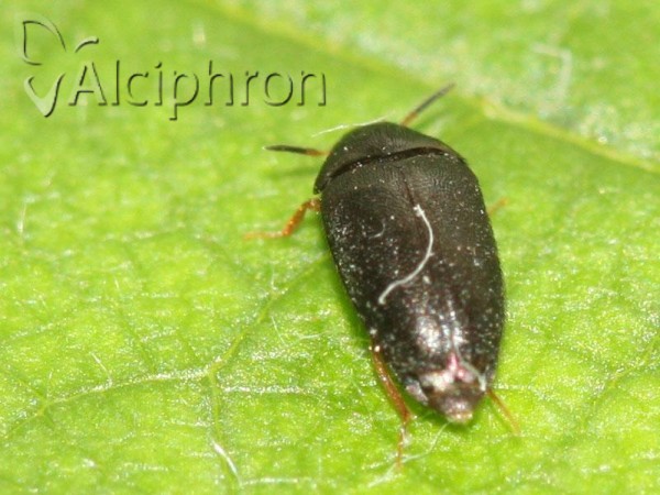 Attagenus brunneus