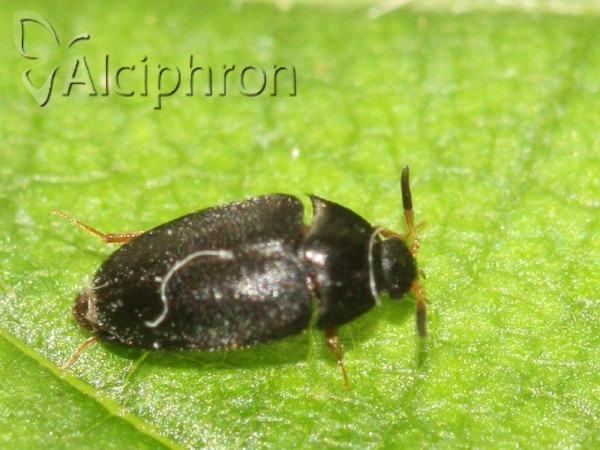 Attagenus brunneus