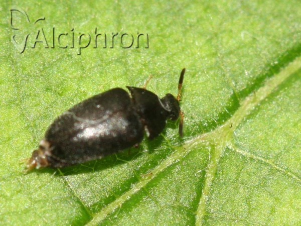 Attagenus brunneus
