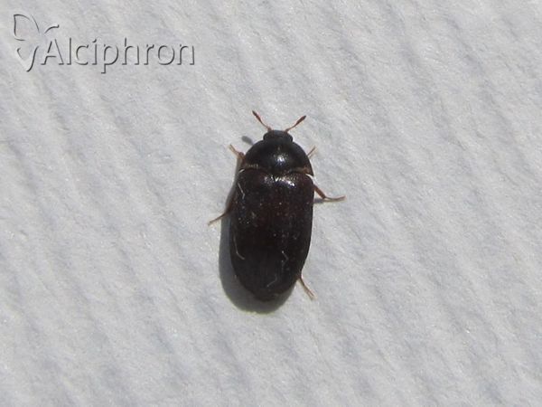 Attagenus brunneus