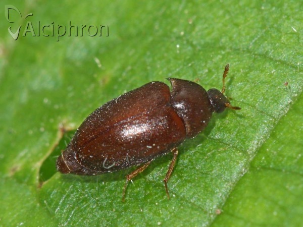 Attagenus brunneus