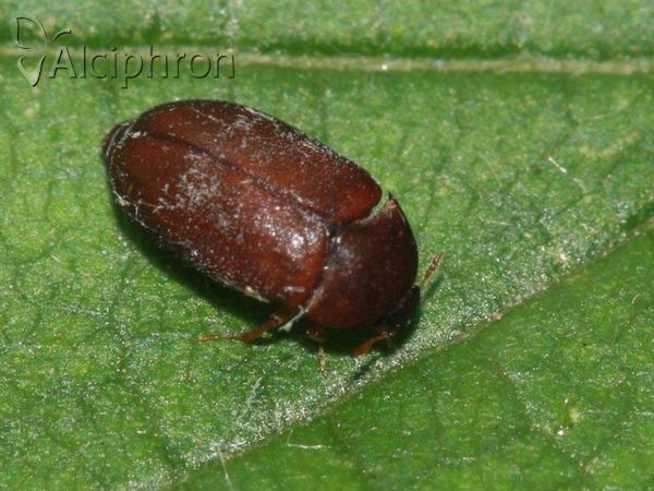 Attagenus brunneus