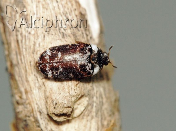 Attagenus pantherinus
