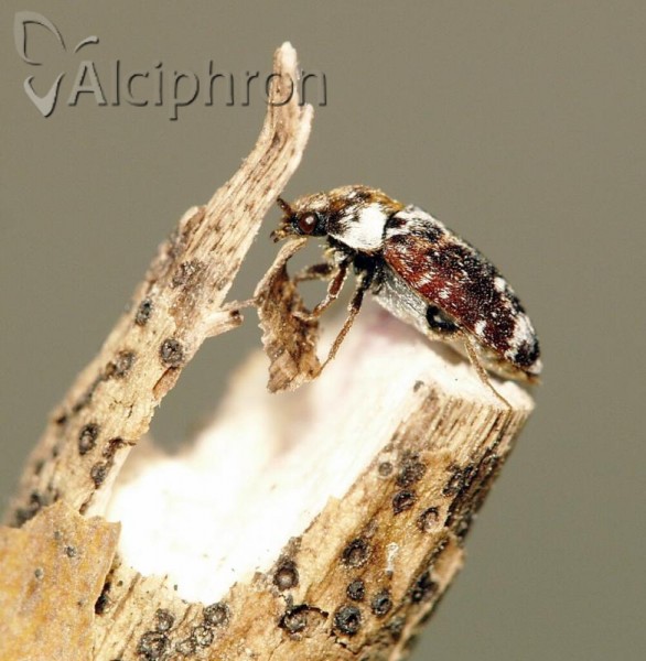 Attagenus pantherinus